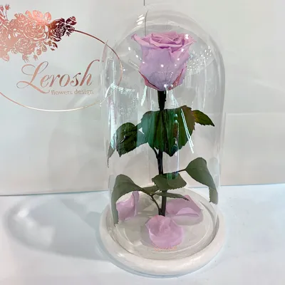 Изображение лиловой розы в формате png: доступное скачивание