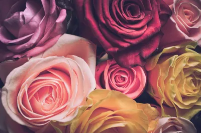 Фотка лиловой розы на фото: скачивайте в формате jpg