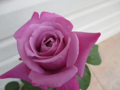Фотография лиловой розы: скачивайте в любом формате