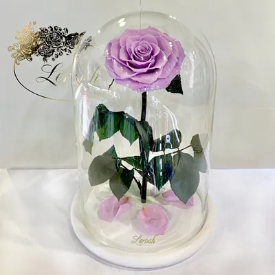 Фото лиловой розы в формате jpg: выберите размер