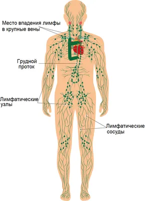 Лимфатическая система человека  фото