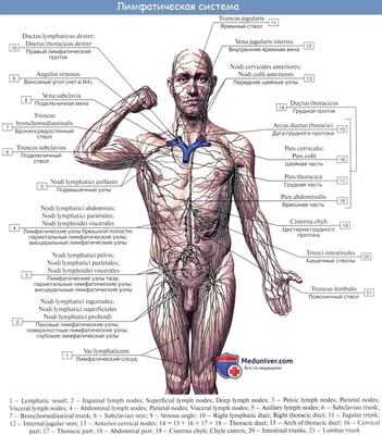 Скачайте Фотографию Лимфатической Системы в Любом Формате