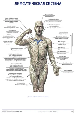 Фотка Человеческой Лимфатической Системы: Загрузка в PNG