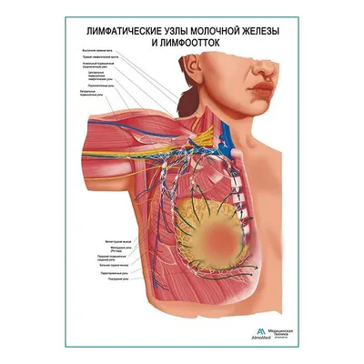 Красочная Картина Лимфатической Системы: JPG, PNG, WebP