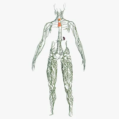Лимфатическая Система: Фотография для Вашего Творчества