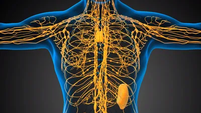 Очарование лимфосистемы человека: фото в различных форматах