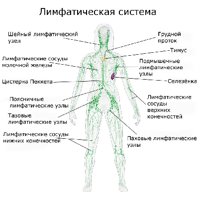 Визуализация лимфатической системы: выберите свой формат