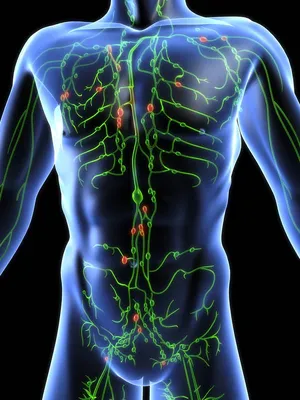 Фотографии лимфосистемы: подробности в каждом пикселе