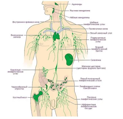 Лимфатическая система: фотографии в JPG, PNG, WebP