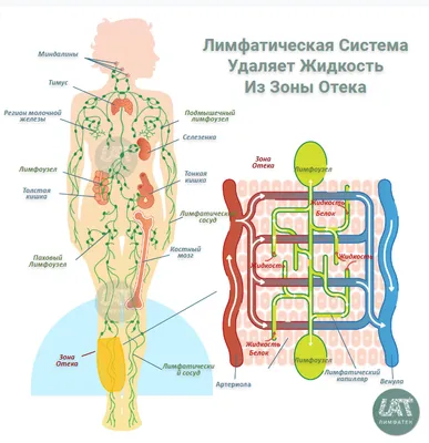 Исследование человеческой лимфосистемы: скачивайте изображения