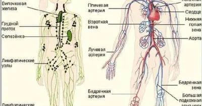 Лимфосистема в объективе: изображения для скачивания в JPG, PNG, WebP