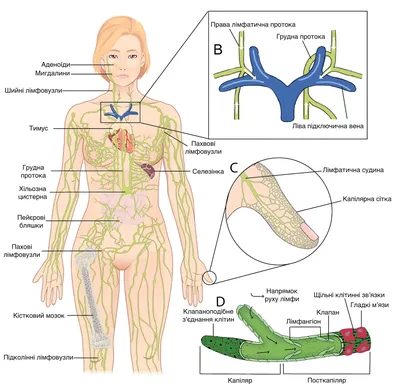 Лимфосистема в деталях: скачайте фото в различных форматах