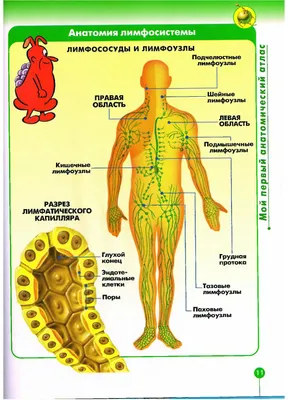 Визуализация лимфосистемы человека: выбирайте изображения по своему вкусу