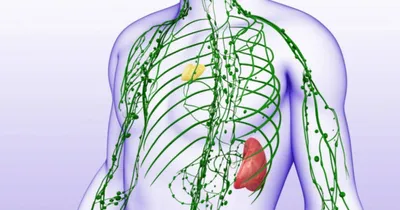Раскройте тайны лимфосистемы: скачивайте фото в JPG, PNG, WebP