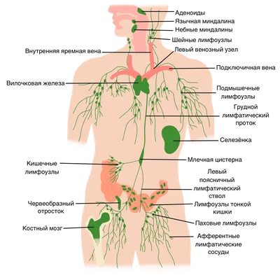 Лимфосистема человека фотографии
