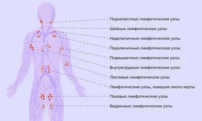 Увлекательные снимки лимфосистемы: скачивайте в JPG, PNG, WebP