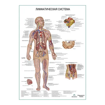 Лимфосистема человека: подробные фотографии в различных форматах