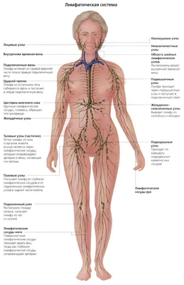 Фото лимфосистемы: увидьте каждую деталь в JPG, PNG, WebP