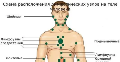 Изображение лимфоузлов на теле: Настраиваемые параметры скачивания