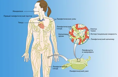 Лимфатическая система: Фотографии для скачивания в разных форматах