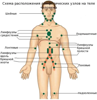 Лимфатическая система человека: Изучение через фотографии