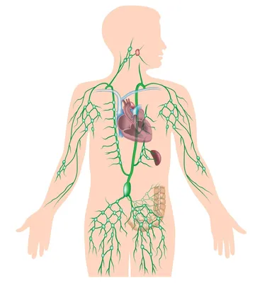 Лимфатическая система человека: Свобода выбора формата и размера