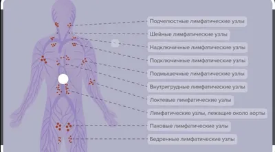 Лимфоузлы: Оригинальные изображения с возможностью скачивания