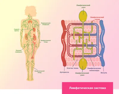 Лимфатическая система человека: Фотографии для скачивания в JPG, PNG, WebP