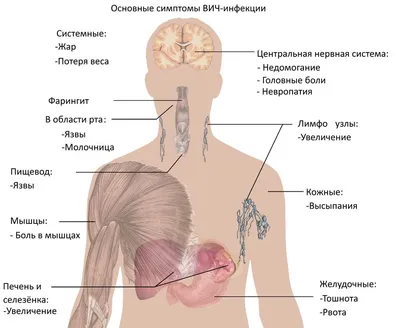 Фото лимфатической системы: Размер и формат по вашему выбору