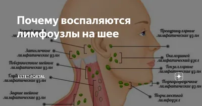 Фотографии лимфатической системы: Настраиваемые параметры скачивания