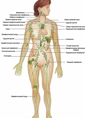 Лимфатическая система человека: Лучшие фотографии для скачивания