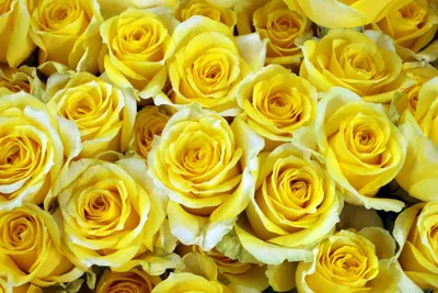 Идеальные лимонные розы в разных вариантах