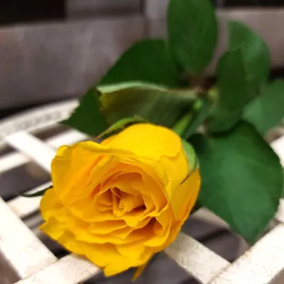 Удивительное фото лимонных роз: доступно для скачивания