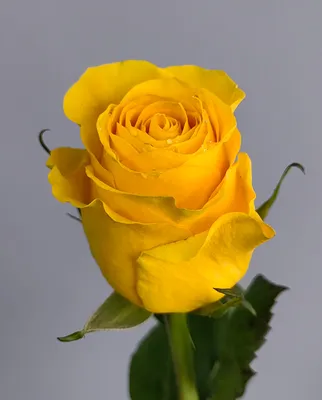 Фотографии лимонных роз для вашего вдохновения
