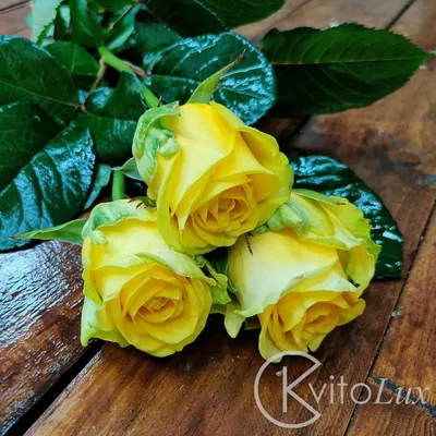 Лимонные розы в нежных оттенках: выбирайте свое фаворитное фото