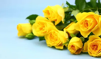 Красивые лимонные розы на фотографиях, фото