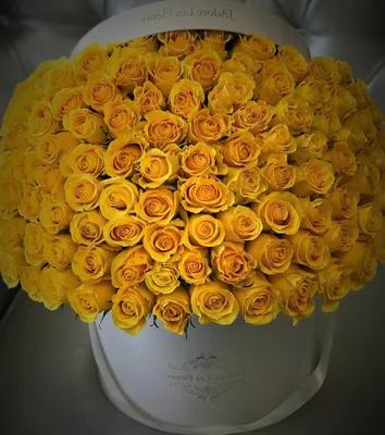 Лимонные розы на прекрасных изображениях: выберите свой вариант