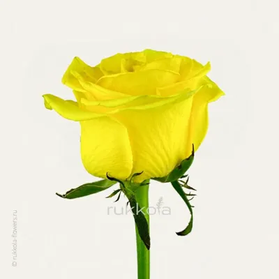 Изображения лимонных роз для вас с различными размерами