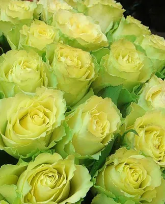 Лимонные розы в разных вариациях: выберите самый привлекательный снимок