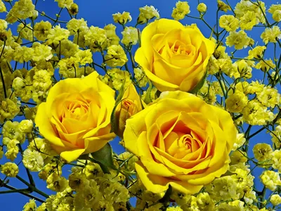 Лимонные розы на картинках: создайте уникальные композиции