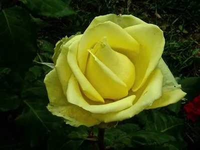 Лимонные розы на фотографиях: выберите свою любимую картинку