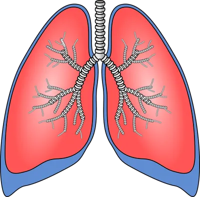 Лёгкие человека  фото