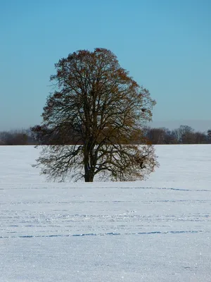Зимние ветви липы: Фотографии с возможностью выбора формата