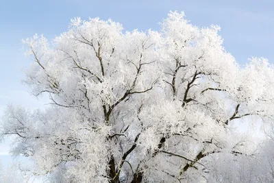 Фото липы зимой: Красивые изображения с различными параметрами скачивания
