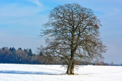 Зимняя Липа: Фотографии снежных пейзажей и красивых лип в холодное время года