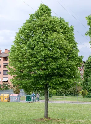 Фото уникального Липового дерева, которое особенно выделяется среди других