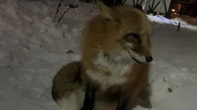 Лиса, которая вызывает улыбку на лице