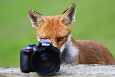 Веселая фотография с лисой, которая заставит вас посмеяться