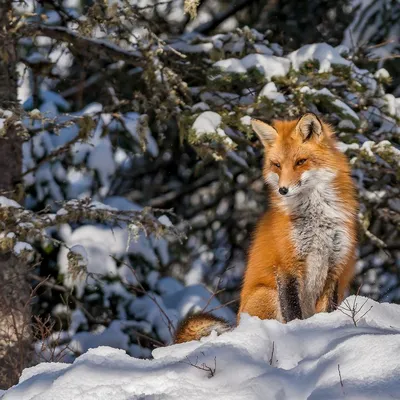 Лиса в лесу фотографии