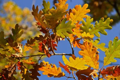 HD изображение листьев дуба